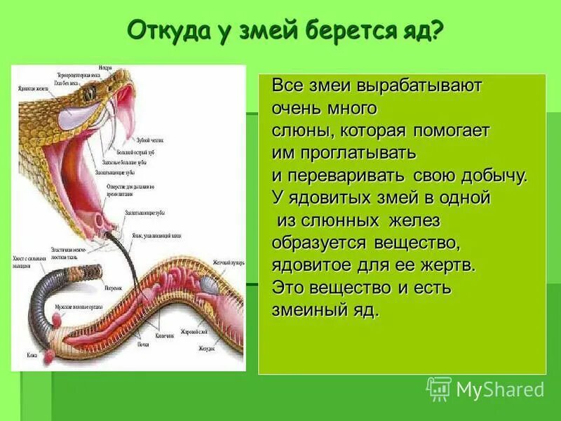 Какие органы змеи воспринимают тепло