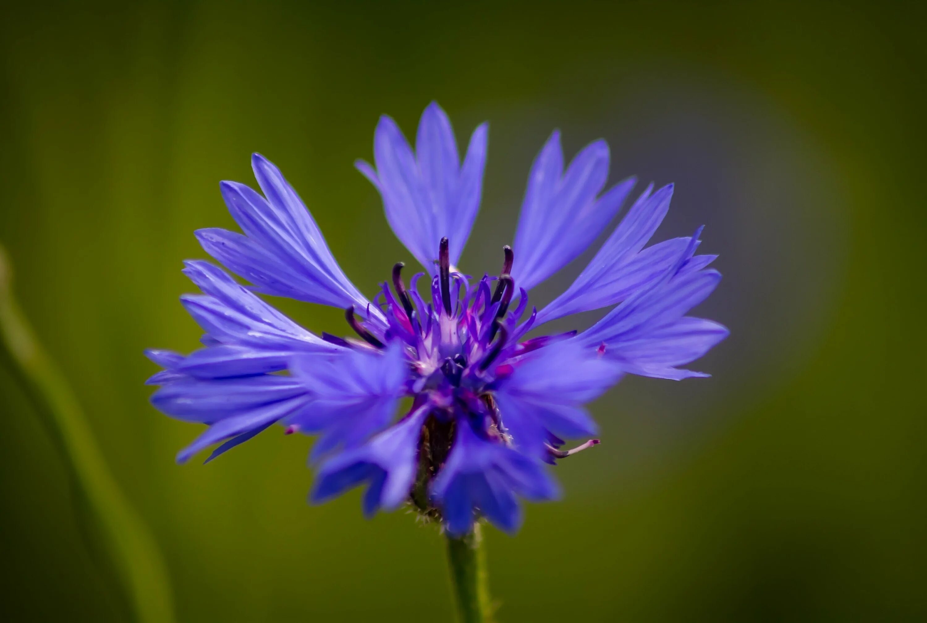 Три василька. Василек горный грандифлора. Василёк Донской (Centaurea tanaitica Klok.). Василек синий Корнфловер. Василек 'pulchra Major'.