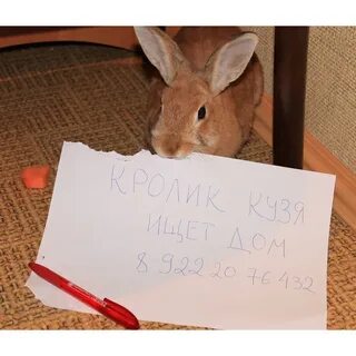 Дать имя зайцу