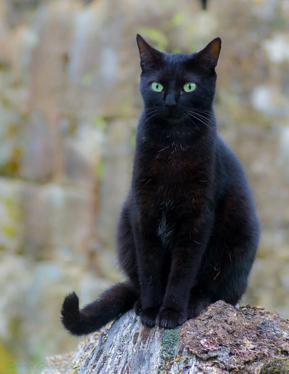 Ктом. Бомбейская кошка длинношерстная. Бомбейская черная кошка. Богемская кошка чёрная. Бомбейская кошка пушистая.
