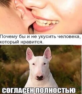 Меня укусил пес которого я бросила 48