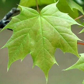 Какого года листьев
