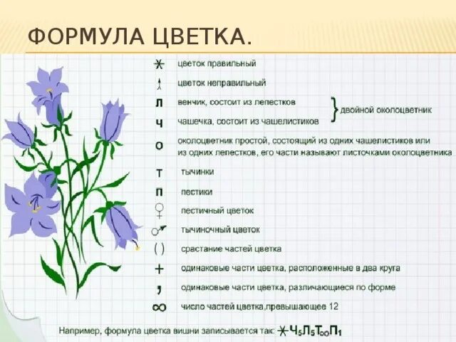 Формула ч л т п. Расшифровка формулы цветка. Описание формулы цветка. Что такое формула цветка в биологии. Формула цветка 5 класс биология.