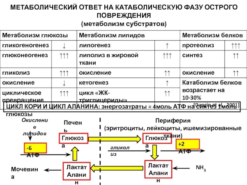 Что значит метаболическая активность. Цикл кори и аланина. Цикл кори биохимия. Метаболический ответ это. Метаболизм аланина.