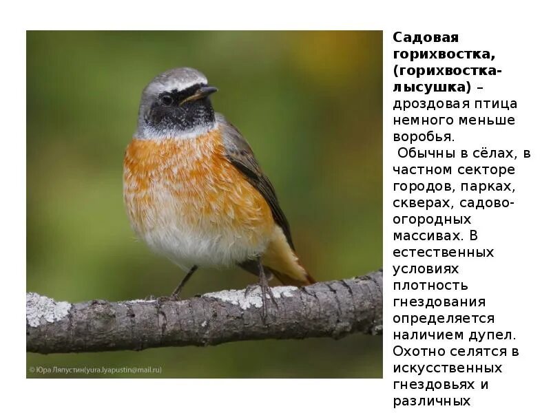 Eurasian Redstart (Phoenicurus phoenicurus). Birds of Siberia.