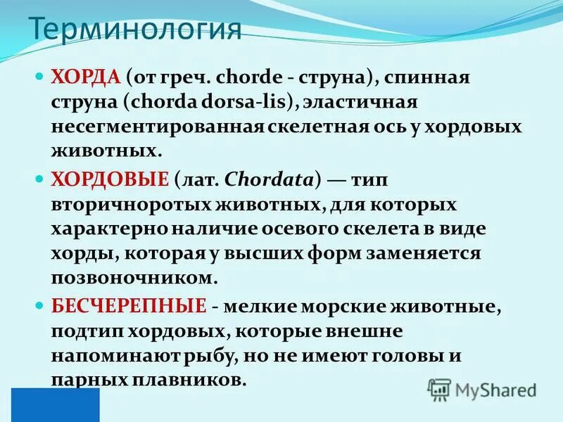 спинная струна