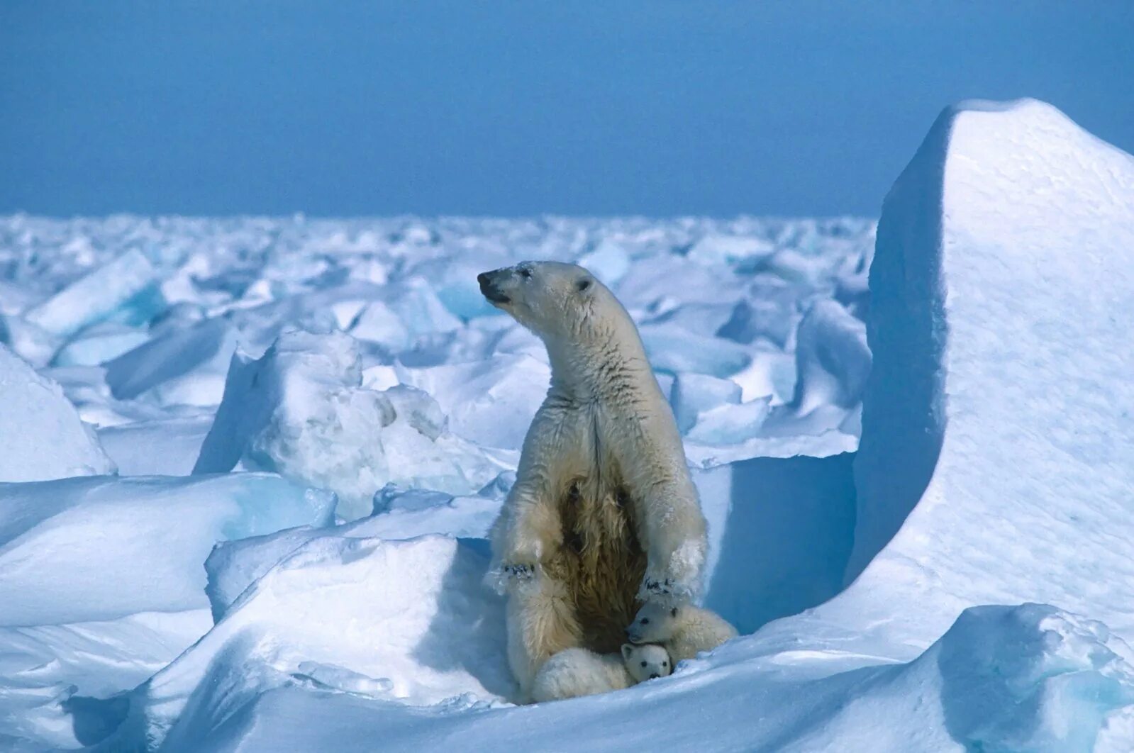 Ice animals. Арктика Северный Ледовитый океан. Северный Ледовитый океан белый медведь. Северный Ледовитый океан животные белый медведь. Северный Ледовитый океан Полярный медведь.