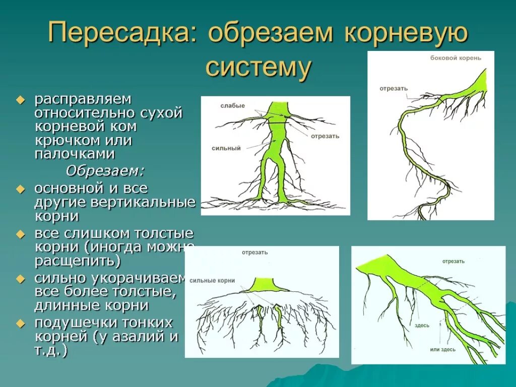 Корневая добавить. Корневая система деревьев. Ширина корневой системы сосны. Строение корневой системы ели.