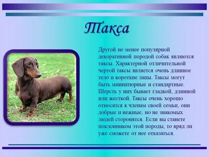 Рассказ описание 2 класс о собаке