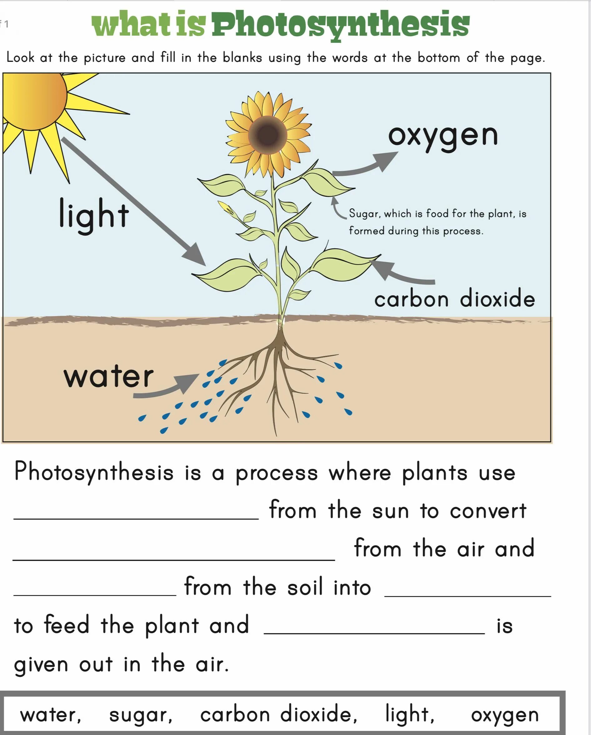 Photosynthesis process. Фотосинтез на английском. Explain the process of Photosynthesis. What is Photosynthesis. Plants task