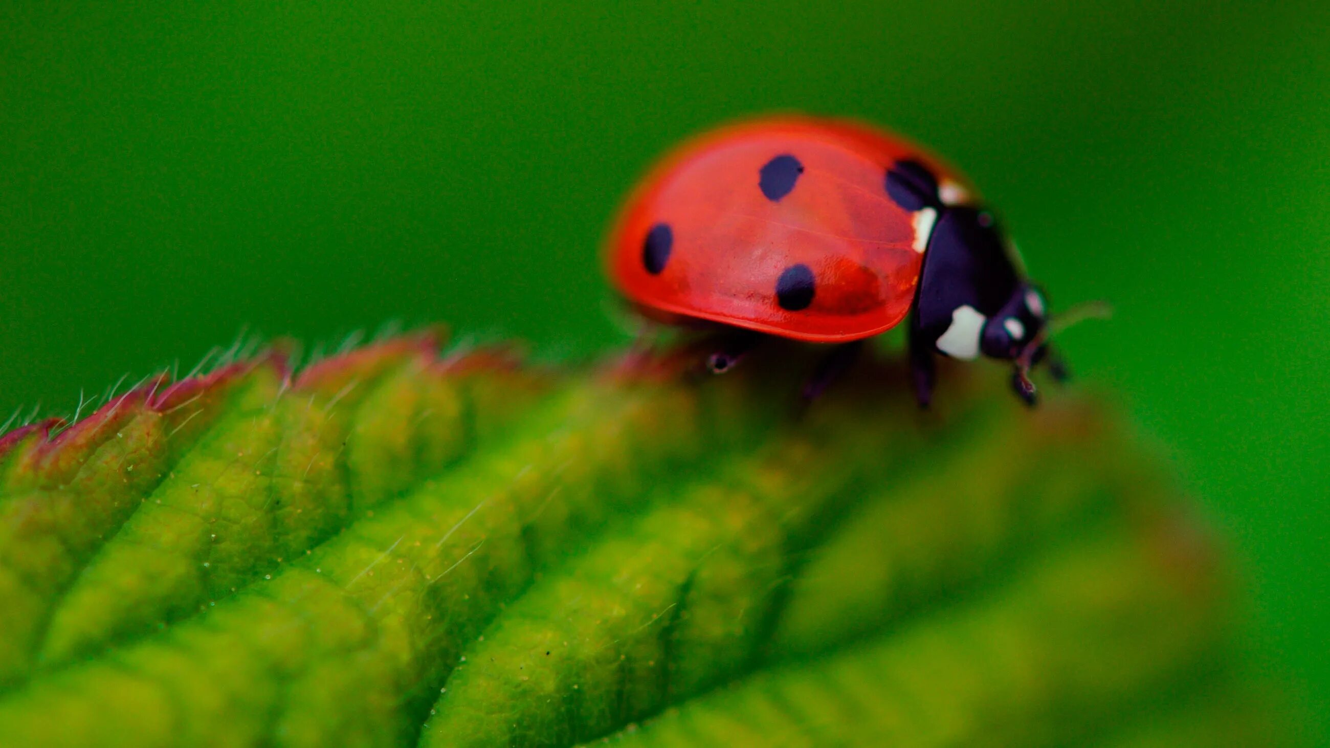жук божья коровка. картинки на рабочий стол божьи коровки. девятиточечная божья коровка. красивые ягоды. жесткокрылые божья коровка.