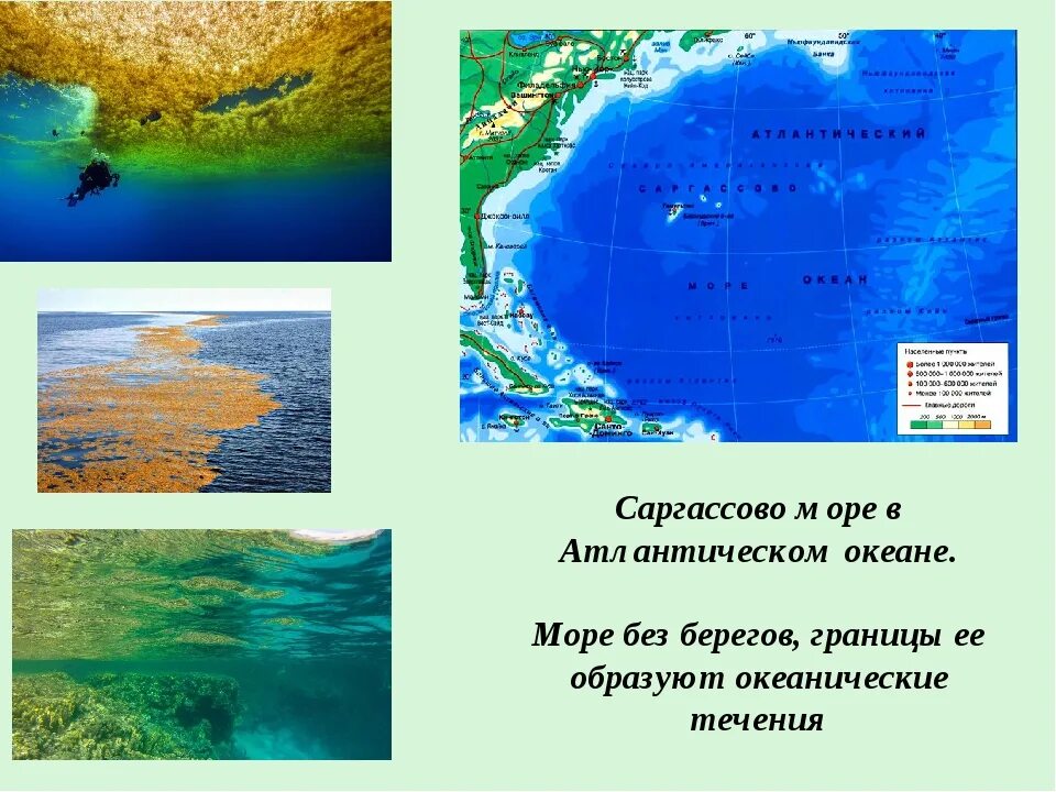 Определите как расположен океан. Атлантический океан Саргассово море. Саргассово море море без берегов. Саргассово море границы. Саргассово море на карте Атлантического океана.