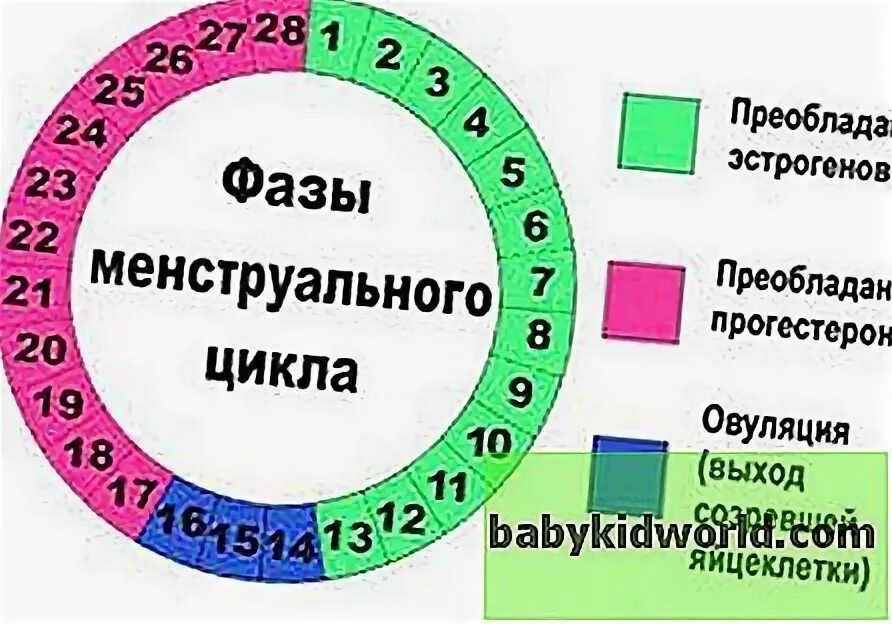 Дни менструального цикла. Вероятность забеременеть цикл. Цикл овуляции. Цикл и вероятность зачатия.