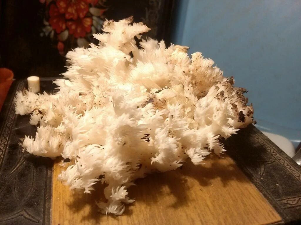 Гребешки белые корейские. Корейские кораллы. Гериций коралловидный гриб. Кораллы приготовить. Кораллы из папье маше.