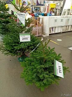 Ели в домовом