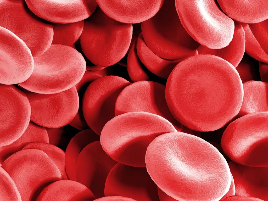 Эритроциты. Красные клетки крови. Нормальные эритроциты. Слипание эритроцитов.