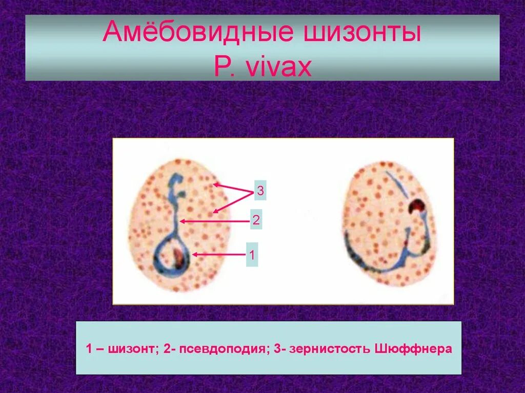 Амебоидный шизонт малярийного плазмодия. Меронт и шизонт. Амебовидная малярийного плазмодия это. Амебовидный шизонт. Шизонт это