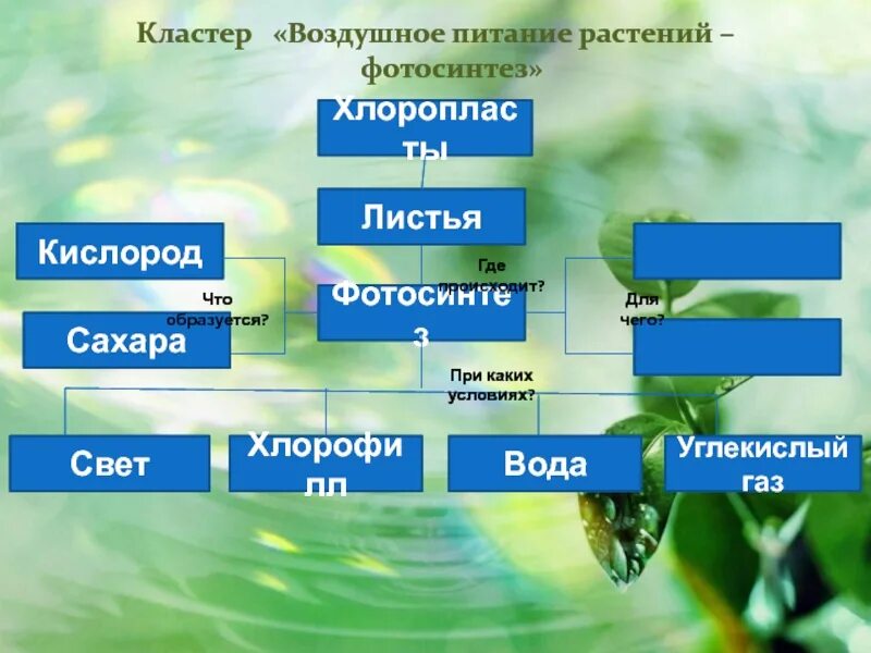 Фотосинтез дыхание минеральное питание растений. Кластер воздушное питание растений фотосинтез. Воздушное питание фотосинтез биология 6. Кластер на тему дыхание растений. Процесс воздушного питания растений.