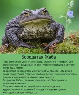 Год жабы какие года
