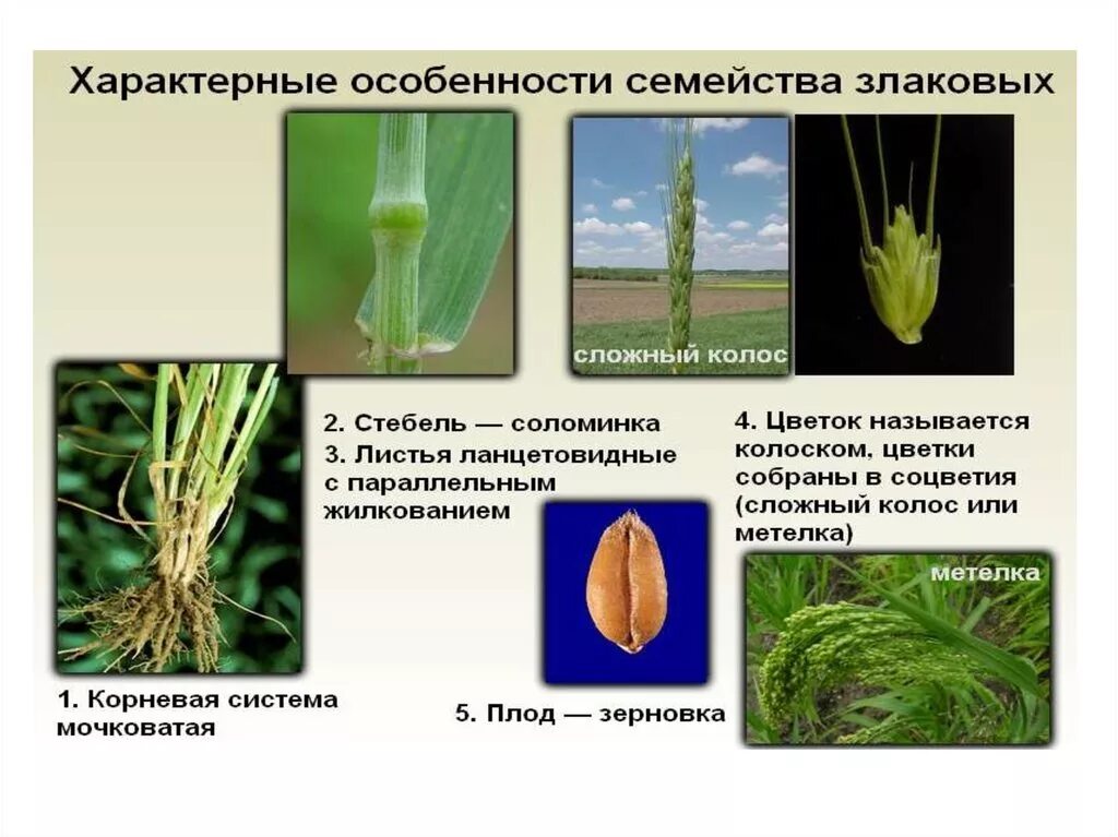 Семейство злаковые таблица. Семейство однодольных злаки. Представители однодольных растений. Семейства покрытосеменных растений Однодольные. Класс Однодольные растения семейства.