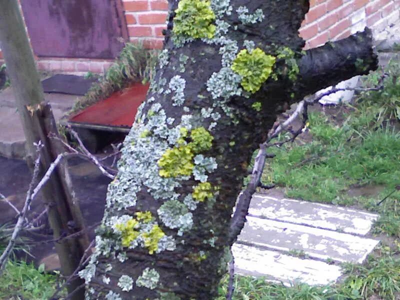 Болезни деревьев в саду. Болезни деревьев и кустарников. больные деревья в саду. болезни плодовых кустарников.