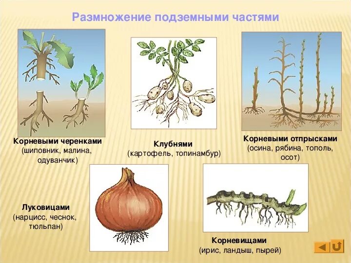 Вегетативное размножение растений корневыми отпрысками. Вегетативное размножение корневыми черенками. Размножение растений корневыми отпрысками. Какие растения размножаются корневыми черенками. Как размножается одуванчик