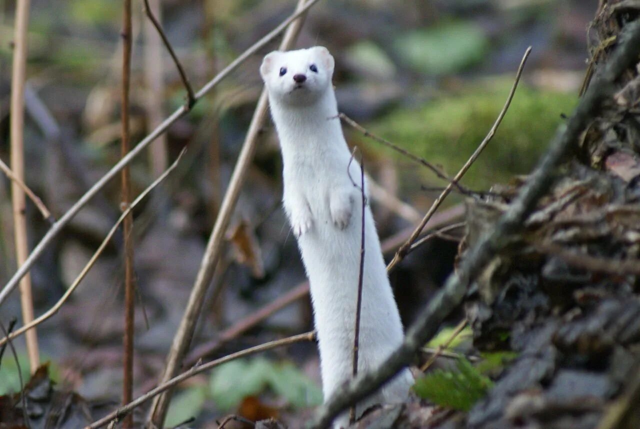 Обитания горностая. Горностай (Mustela erminea). Ласка (Mustela nivalis). Горностай Таймыр. Сиамский горностай.