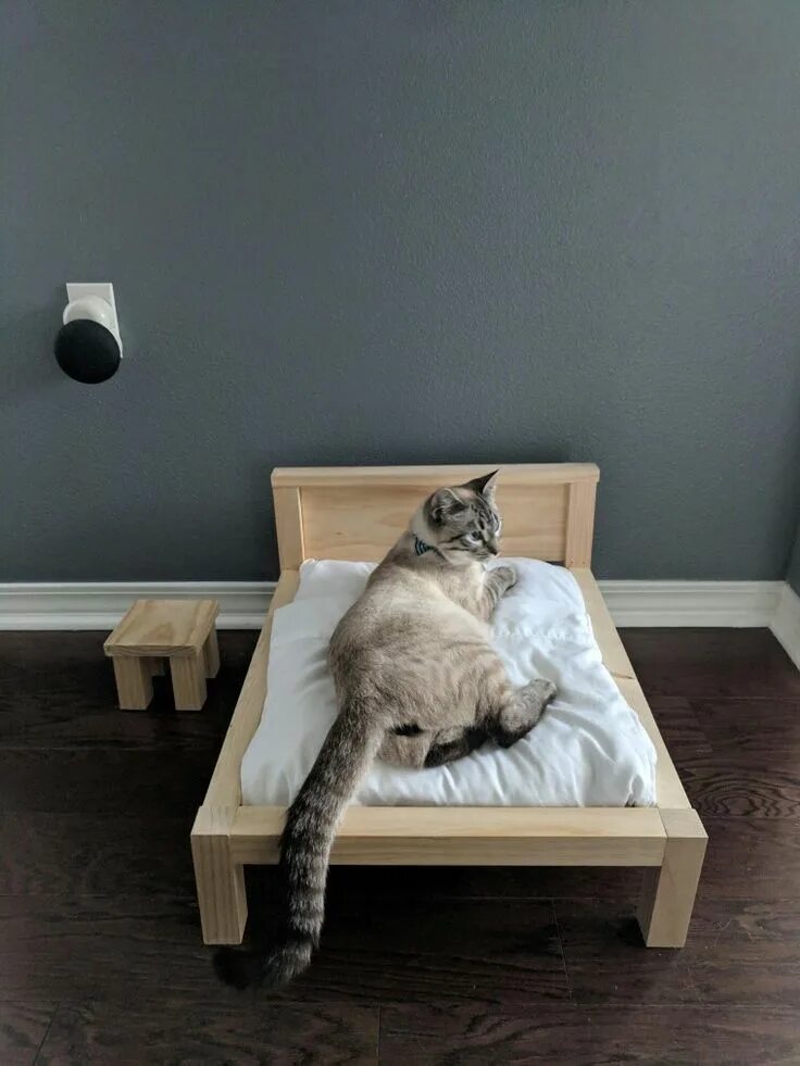 The cat is on the bed