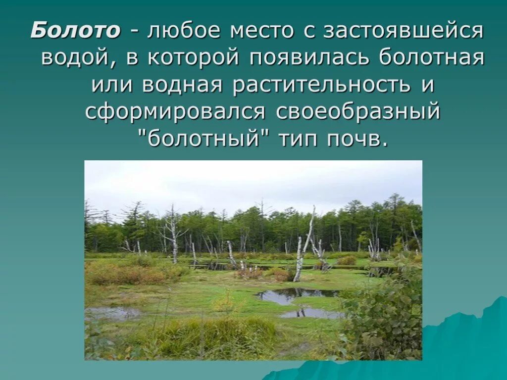 Его добывают на болотах окружающий. Презентация на тему болото. Болото для дошкольников. Презентация о болоте. Презентация на тему болото 3 класс.