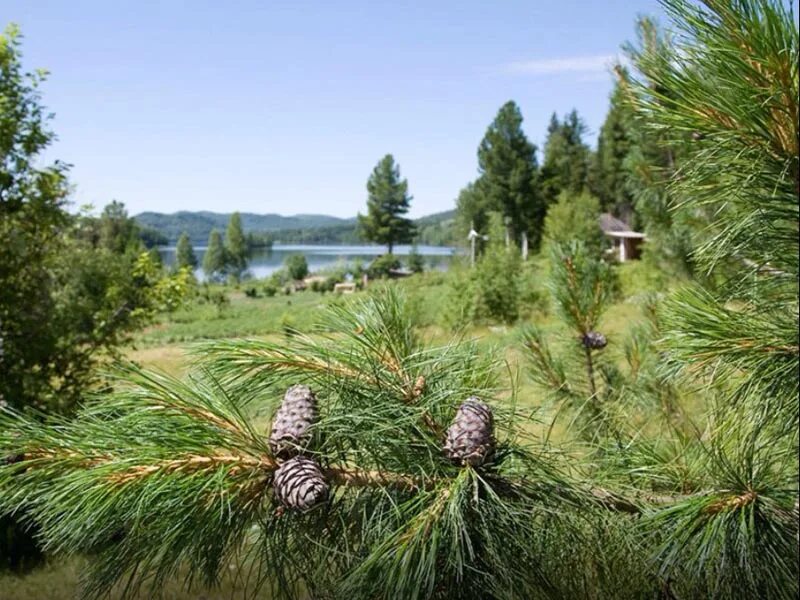 костромской кедровник сахалин. сибирский кедр в тайге. село кедры. село кедры. село кедры.