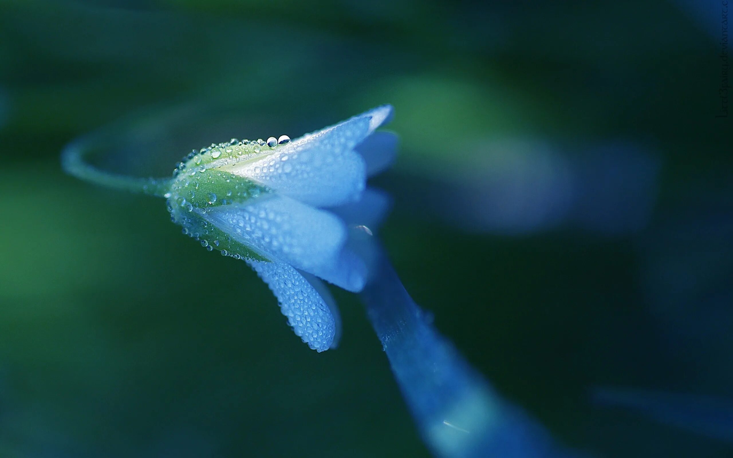Drop flowers. Цветы Макросъемка. Голубые цветы. Макросъемка природа. Цветы макро голубой.