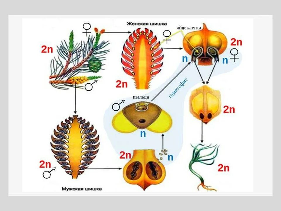 Цикл развития голосеменных растений ЕГЭ. Цикл развития голосеменных сосны. Цикл развития голосеменных растений схема с набором хромосом. Жизненный цикл голосеменных ЕГЭ схема.