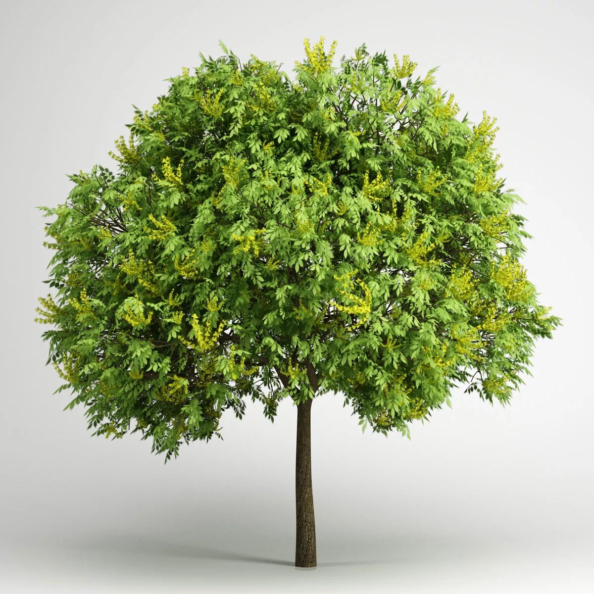 Create tree. Деревья в 3ds Max. Деревья для 3d Max. Дерево модель 3ds Max. Дерево для 3д Макс.