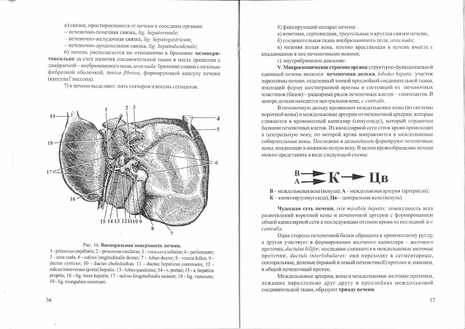 Биология пищеварительная система. Пищеварительная система методичка. Пищеварительная система методичка. Органы пищеварительной системы схема. Пищеварительная система методичка.