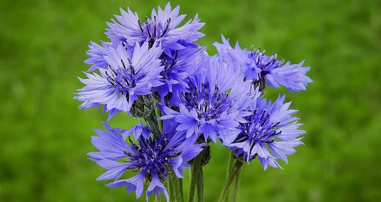 Василек цветы. Василек полевой. Василек Волошка. Василек синий (Centaurea cyanus).