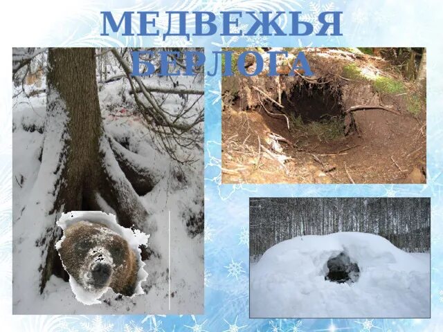 Берлога медведя внутри зимой. Берлога медведя. Медвежья Берлога. Медвежья Берлога Берлога медведя. Включи берлогу