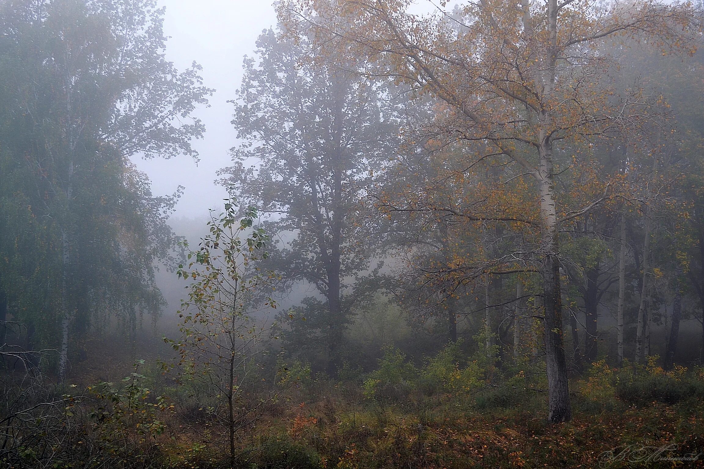 Дождь в лесу стих. Пасмурная осень. Дождь в осеннем лесу. Пасмурный день. Лес после дождя.