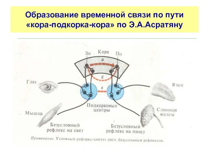 Временная связь рефлекс рефлекс. Образование временной связи. Механизм образования временной связи. Схему образования условного рефлекса по Асратяну.