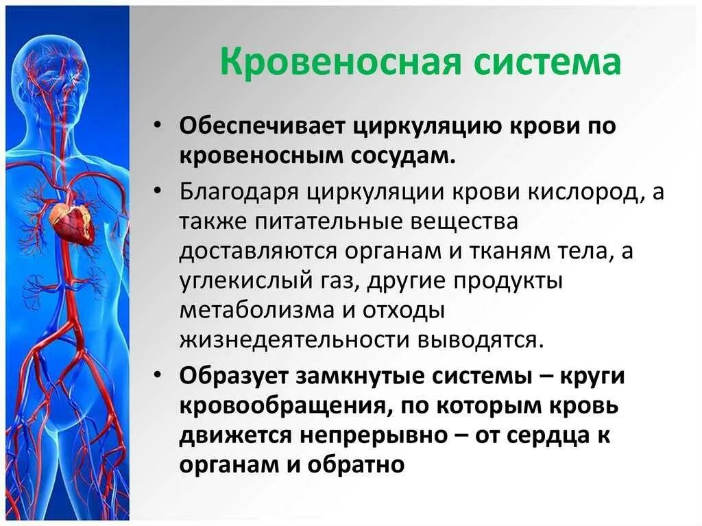 Функции кровеносной системы 4 класс. Система органов кровообращения и ее функции. Характеристика кровяной системы человека. Кровеносная система че.