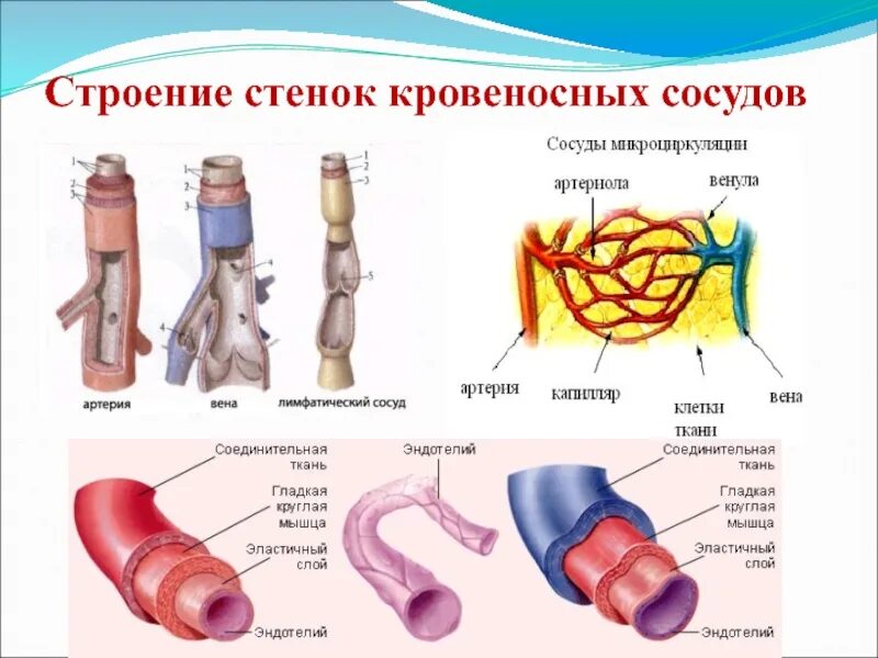 Какие сосуды артерии. Строение стенки артерии и вены капилляры. Строение стенки сосудов артерии вены капилляры. Строение сосудов артерий вен. Строение кровеносных сосудов артерии вены.