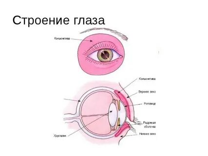 Конъюнктива век