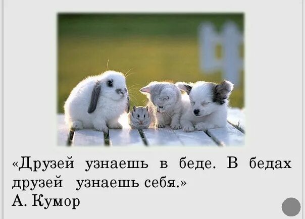 В беде нет друзей. В беде нет друзей