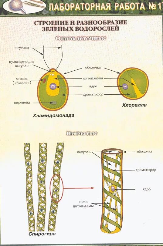 Клетки водорослей образованы
