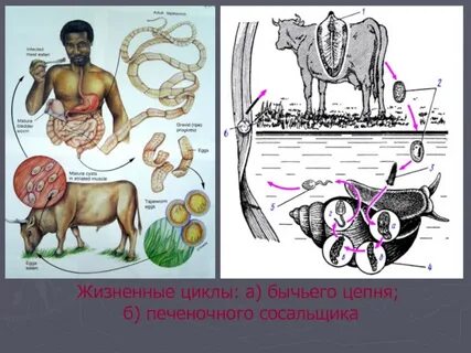 Печеночный цепень жизненный цикл