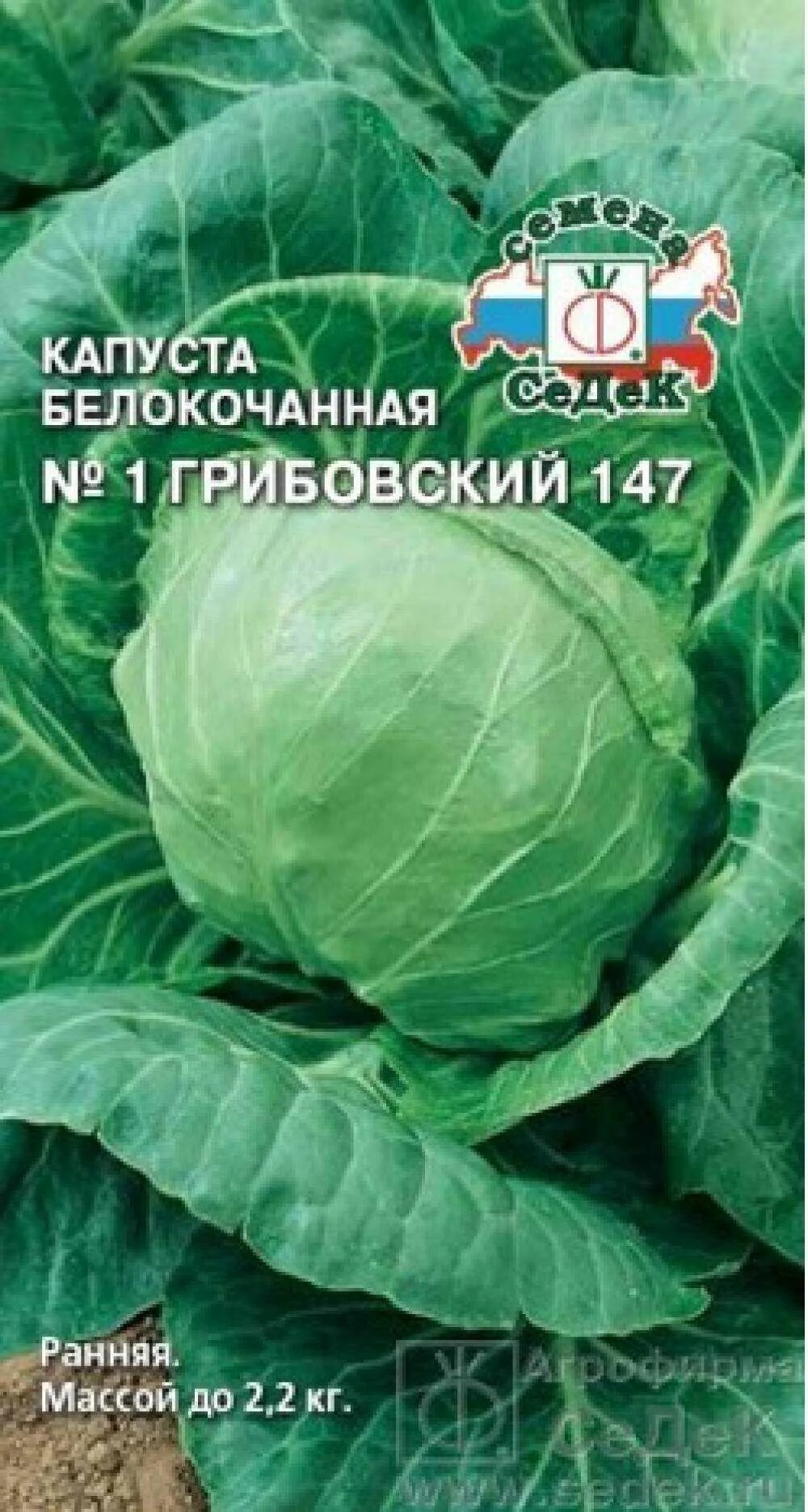 Капуста первый номер. Капуста белокочанная номер первый Грибовский 147. Капуста белокочанная Грибовский 147. Капуста сорт Грибовский. Капуста номер первый Грибовский 147.