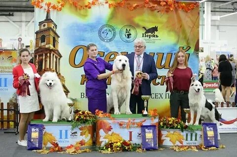 Зоопортал выставки собак мурманск 05.10 24
