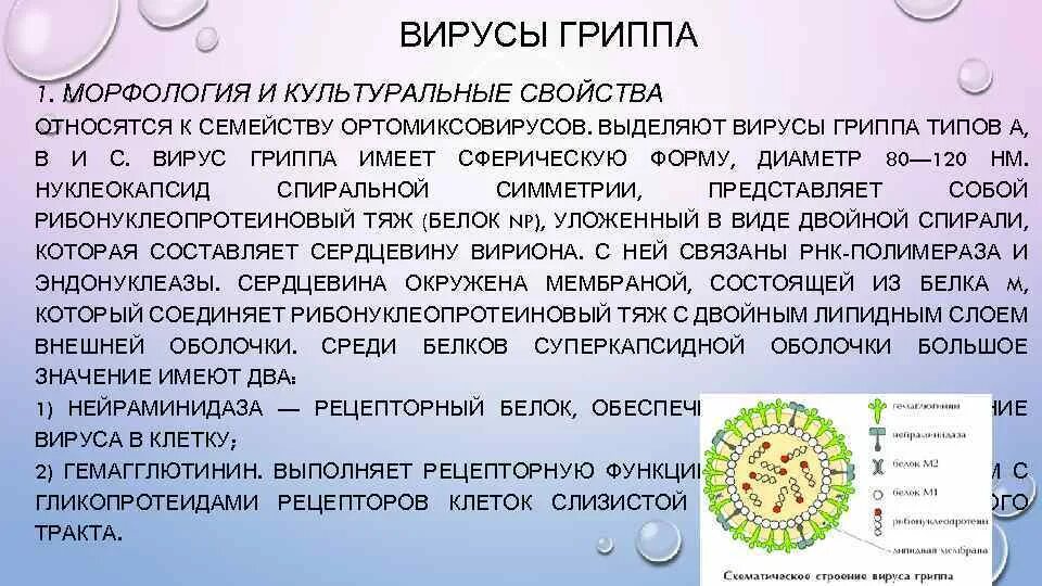 Семейство гриппа. Вирус гриппа. Строение вируса гриппа. Вирус гриппа вирусы. Морфология и структура вируса гриппа микробиология.