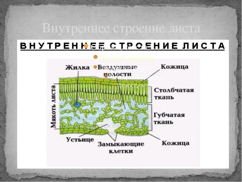Внутреннее строение листа шестой класс. Лист. внешнее и внутреннее строение листа&quot; 7 класс. внешнее строение листа и их функции. внутреннее строение листа 6 класс биология. внешнее строение листа функции.