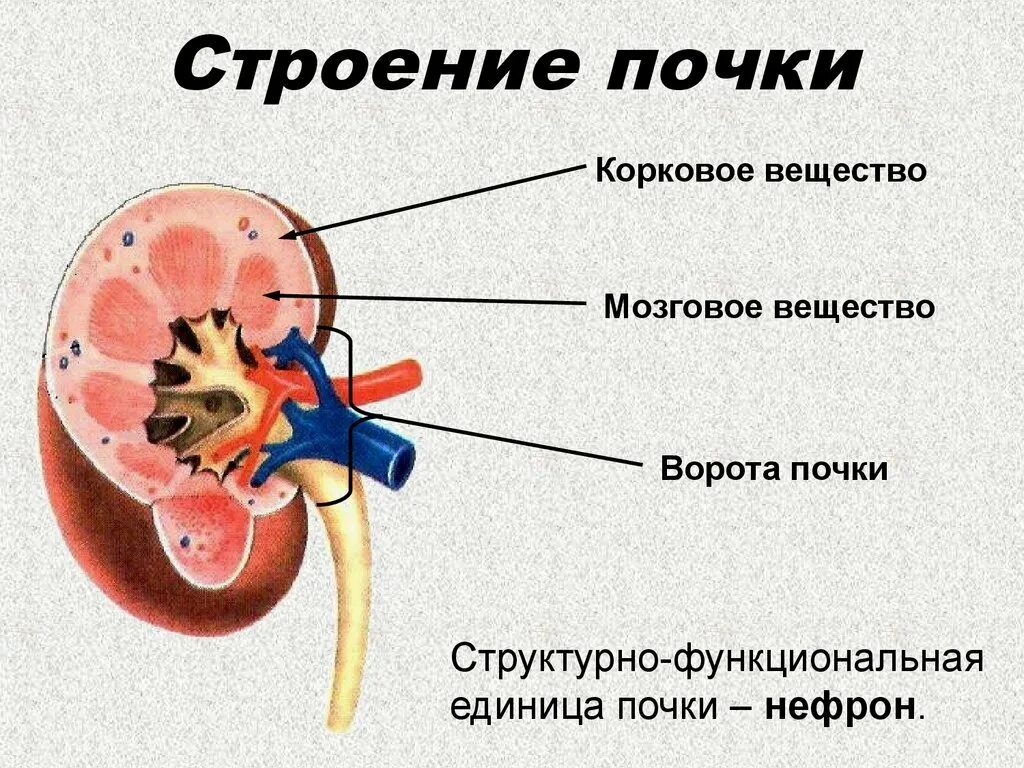 Внутреннее строение почки схема. Строение почки анатомия наружного. Строение мозгового вещества почки анатомия. Внутренне строение почки анатомия.