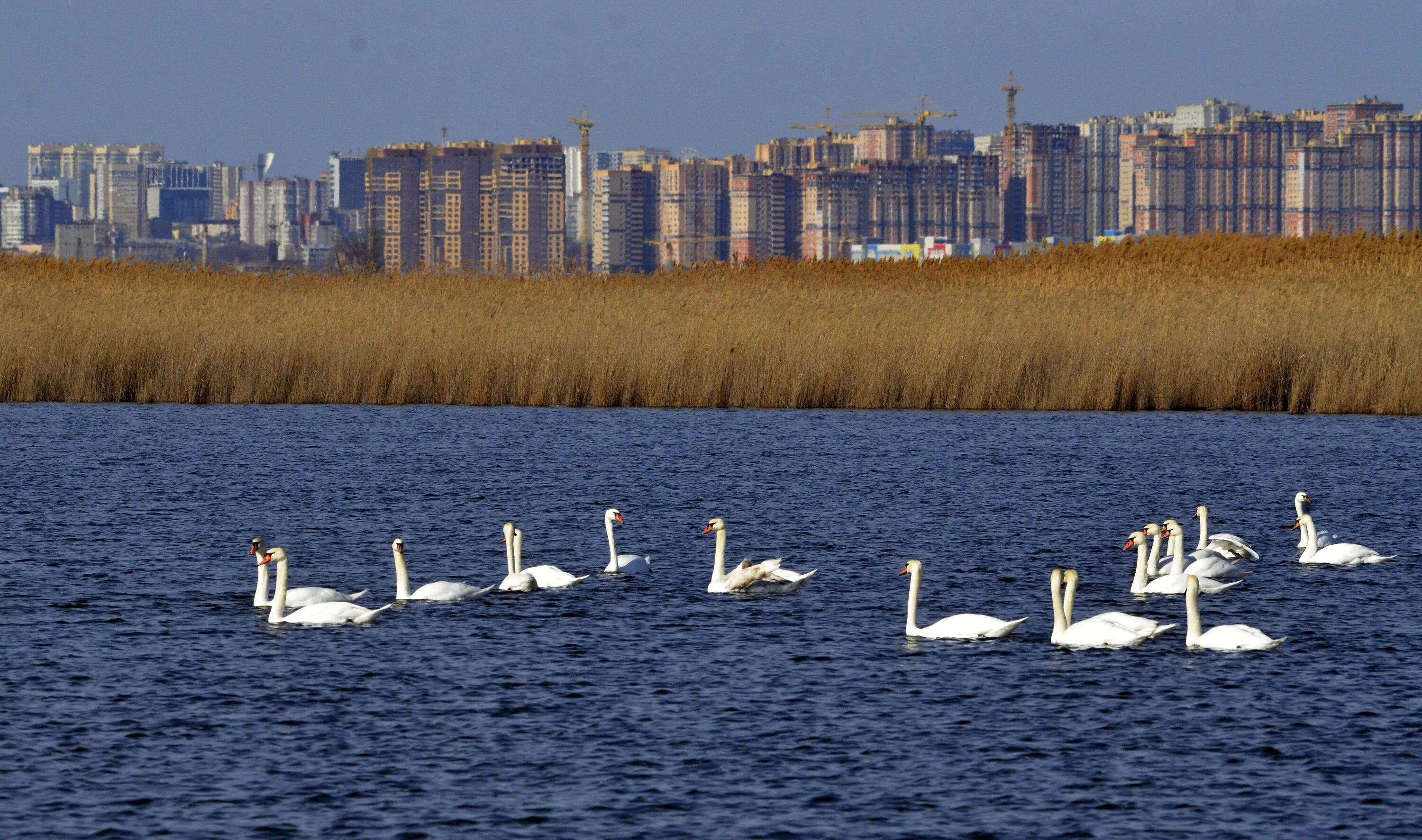 Большое Лебединое озеро Чувашия. Лебединое озеро Севастополь 2023. Лебеди в Ростовской области. Заволжский район Чувашии озеро Лебединое. Лебединое озеро ростов